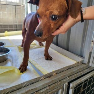 TOKI (♂) - ausgereist zur Hundehilfe Kreta