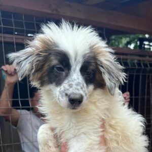 DINE (♀) - ausgereist zur Schäferhund Rettung e.V.