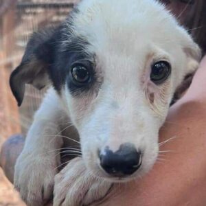 PURPLE (♀) - vermittelt MD