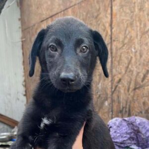 JURID (♂) - ausgereist zur SHR e.V.