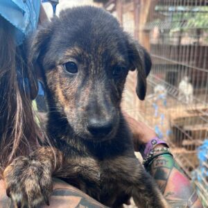 BRINDLE (♂) – ausgereist zur Schäferhund Rettung e.V.