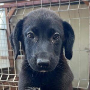 REED (♂) - ausgereist zur Schäferhund Rettung e.V.