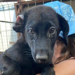 PRIMO (♂) - ausgereist zur Schäferhundrettung e.V.