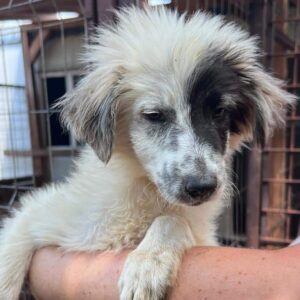 TUULI (♀) – ausgereist zur Schäferhund Rettung e.V.