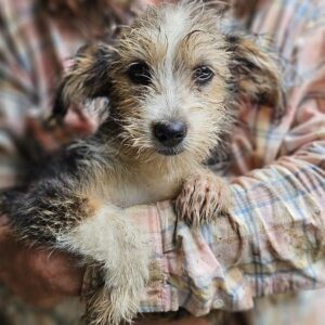 MIRI (♀) - ausgereist zu Vierbeiner in Not