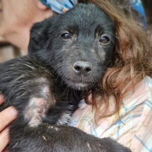 STUBS (♂) - auf PS im PLZ Bereich 26 - vermittelt