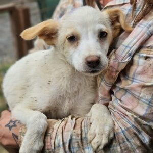 JELKO (♂) - vermittelt BD