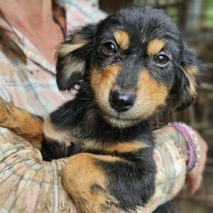 SOLY (♀) - vermittelt LS