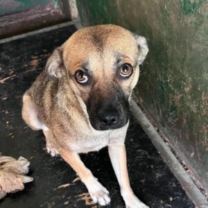 YELLOW (♀) - vermittelt MD