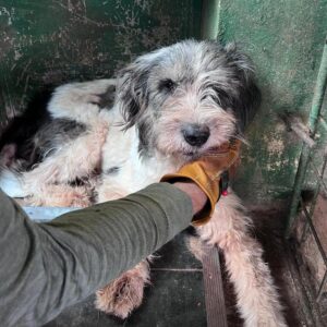 PIPPI (♀) - vermittelt MH