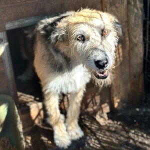 MIDJA (♀) - ausgereist zur Schäferhundrettung e.V.