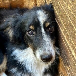 ANDRIS (♂) - auf PS im PLZ Bereich 42 - vermittelt