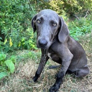 SCHLAPPI (♀) - vermittelt MH