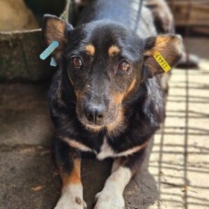 HILDOR (♂) - Notfall in Rumänien - jetzt auf PS im PLZ Bereich 24