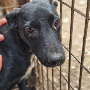 HILARY (♀) - auf PS im PLZ Bereich 63 - vermittelt