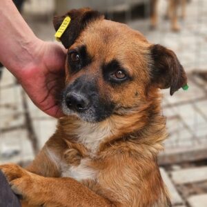 GUNNAR (♂) - ausgereist zum TST Rösrath