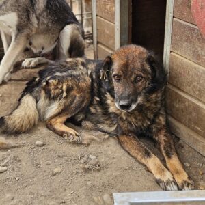 ISKKO (♂) - auf PS im PLZ Bereich 64