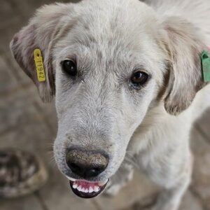 LOKNI (♂) - beginnende Hautprobleme