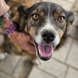 LENAVA (♀) - ausgereist zu PVA e.V.