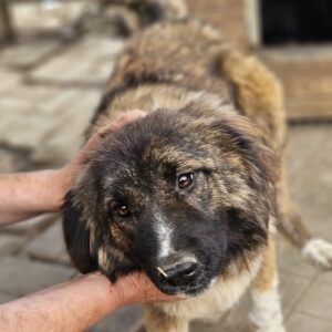 FINJA (♀) - med. Notfall - Unrundes Gangbild und Augenprobleme