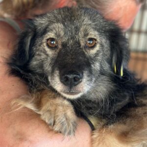 BERIT (♀) - auf PS im PLZ Bereich 33 - vermittelt