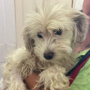 DAKINA (♀) reserviert für Tierhilfe Lebenswert DR - vermittelt