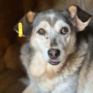 MARTHE (♀) -als PDR GPH auf PDR PS