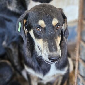 BOSSI (♂) - sollte zeitnah ausreisen