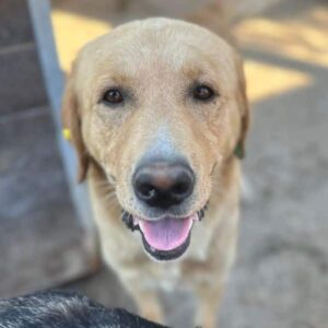 CEDDI (♂) - reserviert Tierhilfe Lebenswert DR - vermittelt 08.11.24