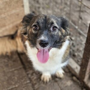 MATHILDA (♀) - ausgereist zu Vierbeiner in Not