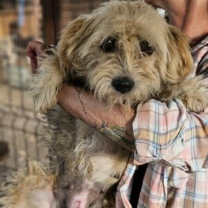 NELLIE (♀) - vermittelt MD