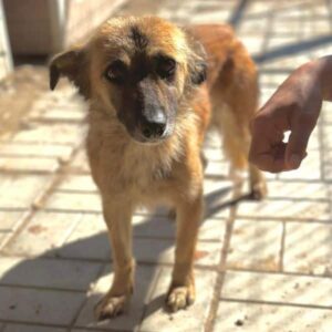 MAISIE (♀) - ausgereist zu Second chance dogs