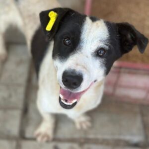 PERROS (♂) - ausgereist zum TST Rösrath (AL)