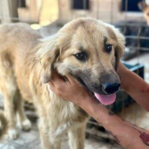 VIVECA (♀) - auf PS im PLZ Bereich 21 - vermittelt