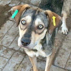 TOUCH (♀) - ausgereist zum TST Rösrath