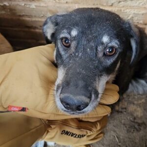 BEAVER (♂) - sollte dringend ausreisen, bereits unsicher!