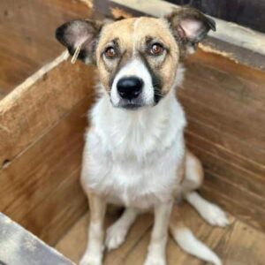 ANNEMONE (♀) - ausgereist zu Tiere brauchen Freunde (AL)