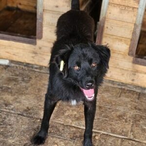 DANTE (♂) - beginnende Hautprobleme