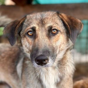 ANADA (♀) - ausgereist zu Tiere brauchen Freunde