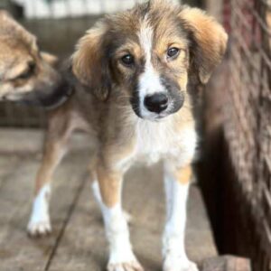 PAWNY (♂) - vermittelt MD