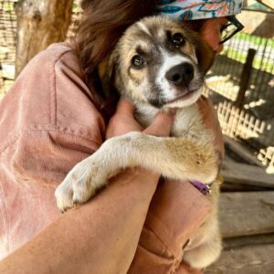 BANDHU (♂)- vermittelt JW