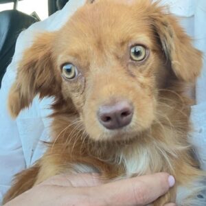 BERTL (♂) - vermittelt MD