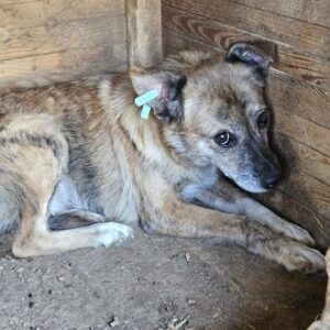 AMALI (♀) - völlig überfordert