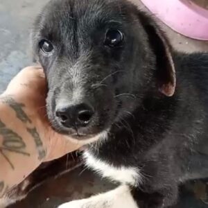 KOJO (♂) - Hautprobleme - reserviert Tierhilfe Lebenswert DR - vermittelt