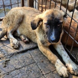 NIKKY (♀) - vermittelt BD