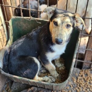 COMMANDER (♂) - auf PS im PLZ Bereich 52