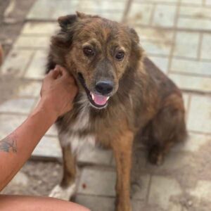 RYDELL (♂) - auf PS im PLZ Bereich 18