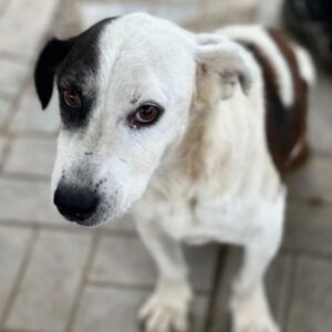 CHITTO (♂) - auf PS im PLZ Bereich 18 (MK) *ausgereist*