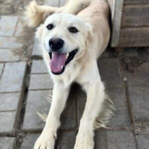 ILARI (♂) - vermittelt NH