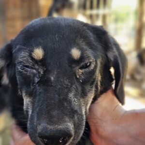 CRISPY (♀) - als PDR GPH auf PDR PS - vermittelt